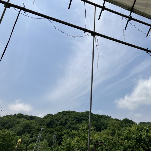 パークゴルフ大会